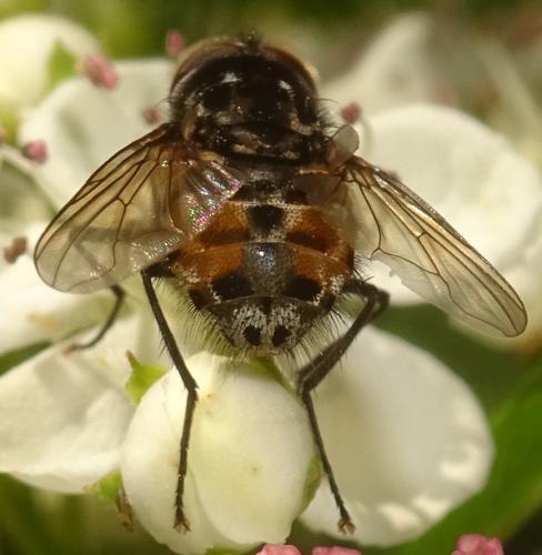 Graphomya maculata